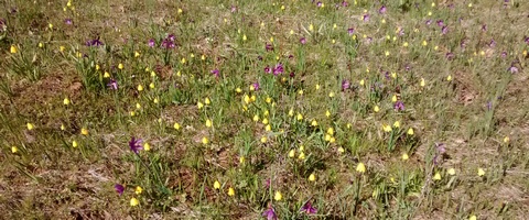 wildflowers