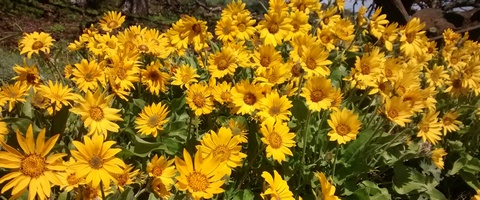 balsamroot