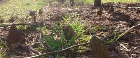 morels