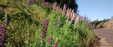 lupine